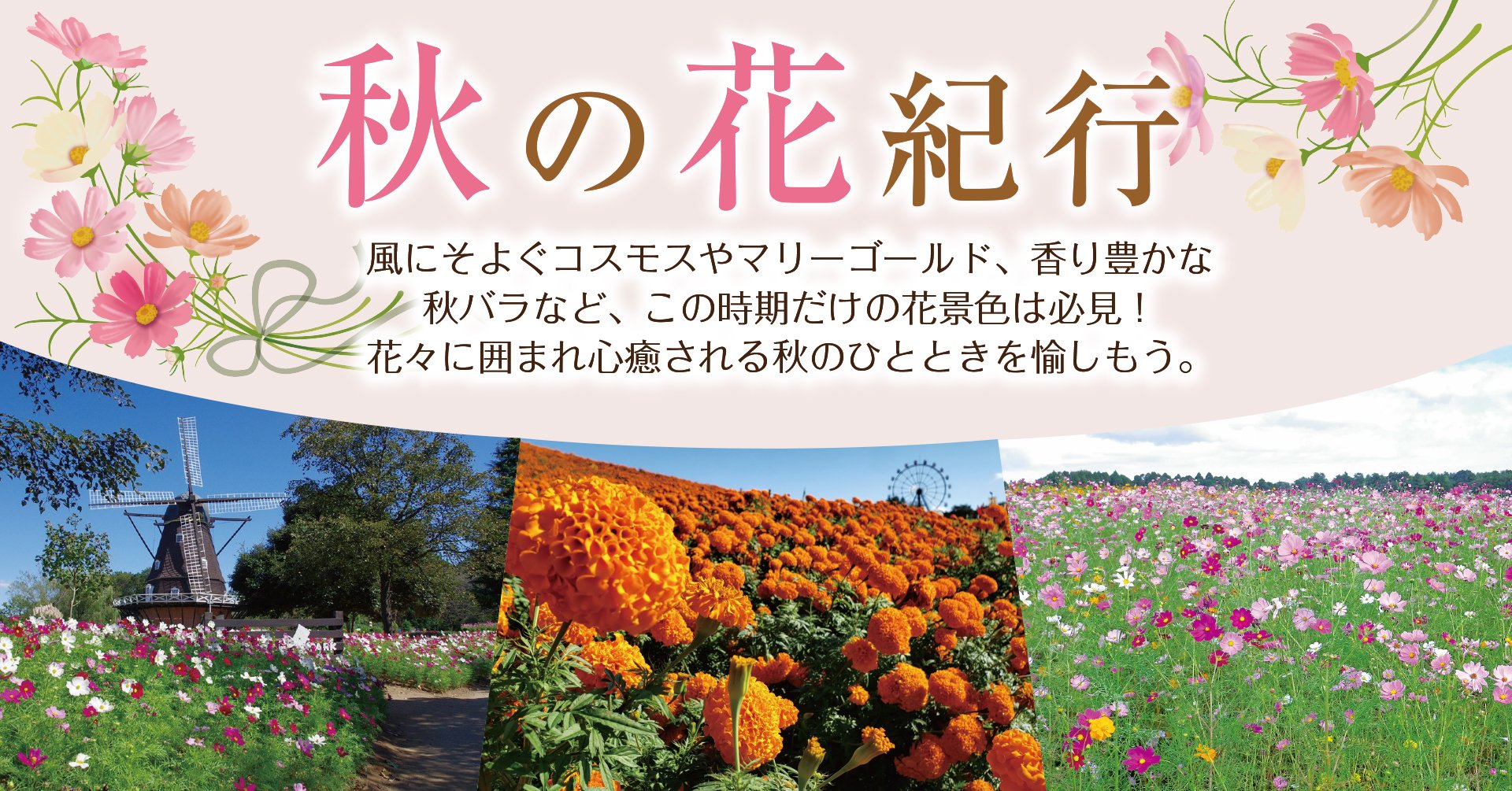 秋の花紀行