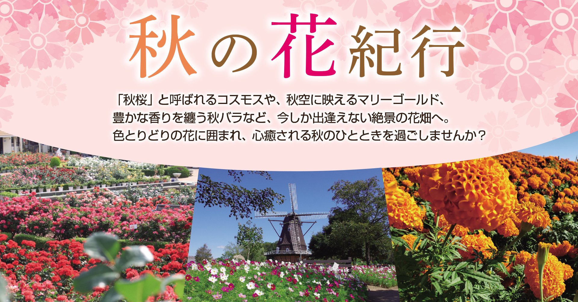 秋の花紀行