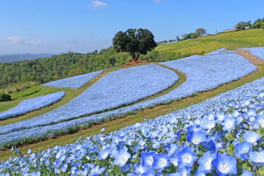 ネモフィラの見頃：4月中旬～5月上旬頃