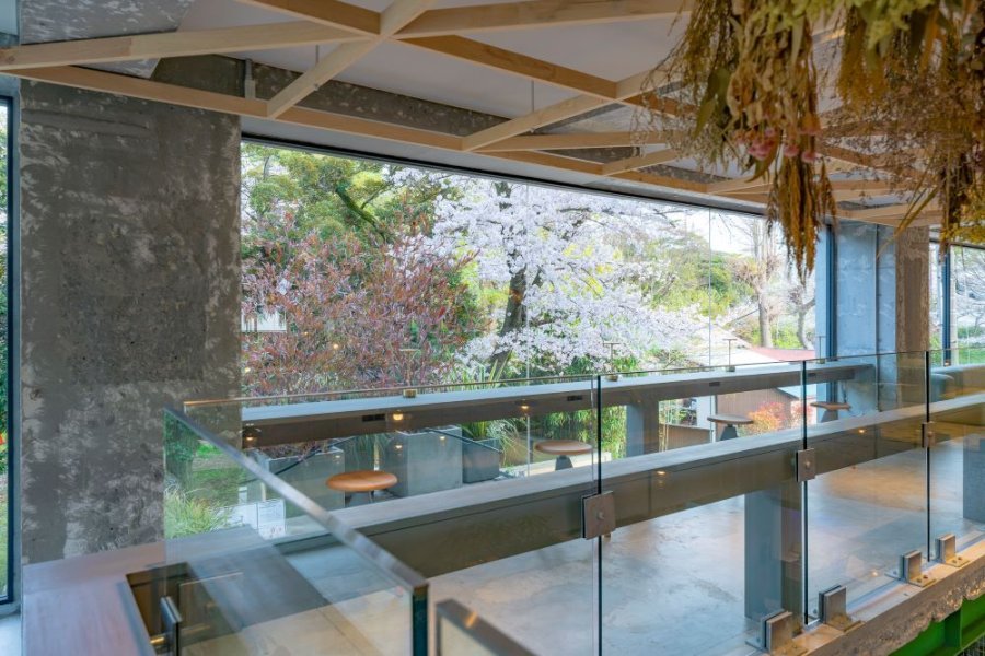 2階の店内からも桜を眺めながら食事ができる！