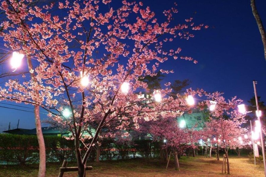 ライトアップされた夜桜も必見！