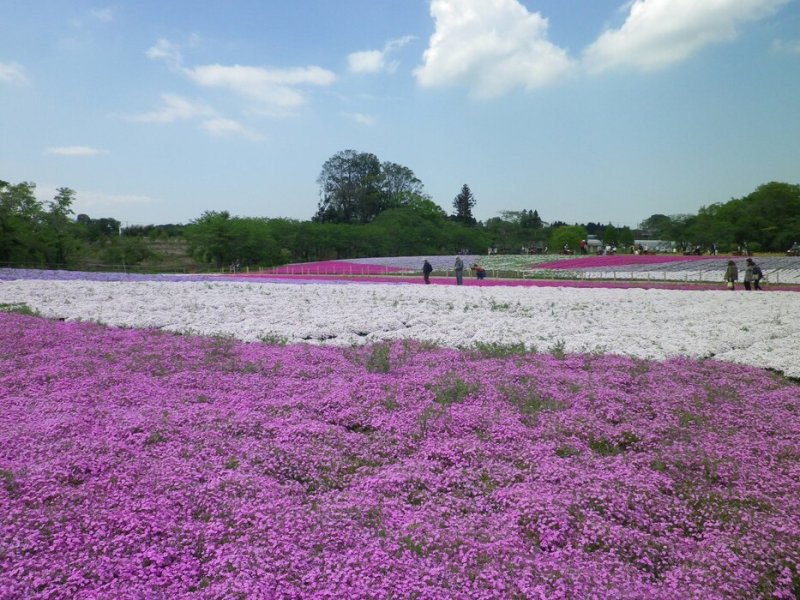 シバザクラ　【見頃】４月中旬