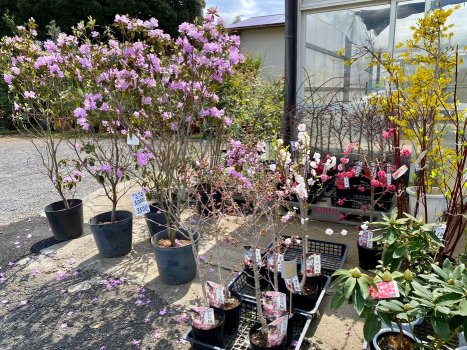 お庭に植える苗木もおすすめ