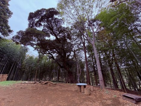 竹林の中にそびえ立つ、椎木の御神木でパワーチャージ