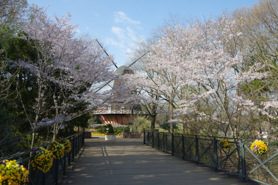 カンヒザクラ、ソメイヨシノ、ヤエザクラなど、15種類・約800本の桜が順次見頃を迎える【見頃：3月上旬～4月下旬】