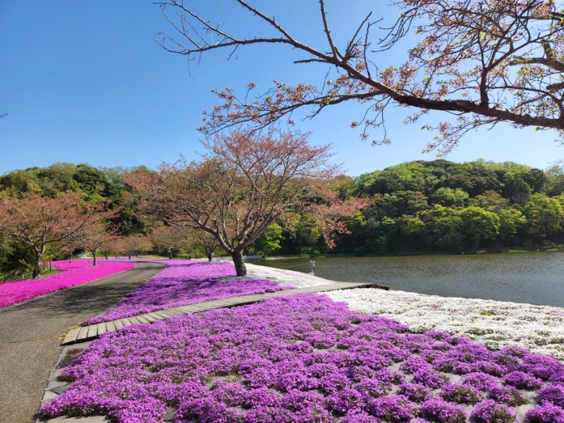 芝桜【見頃】4月上旬～4月下旬