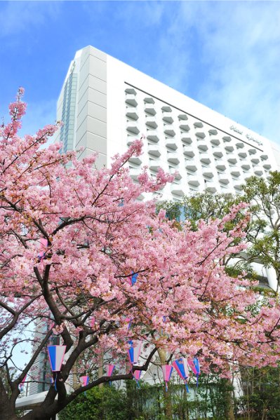 ホテル敷地に河津桜が彩る