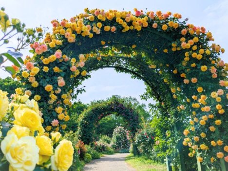 春バラのアーチ