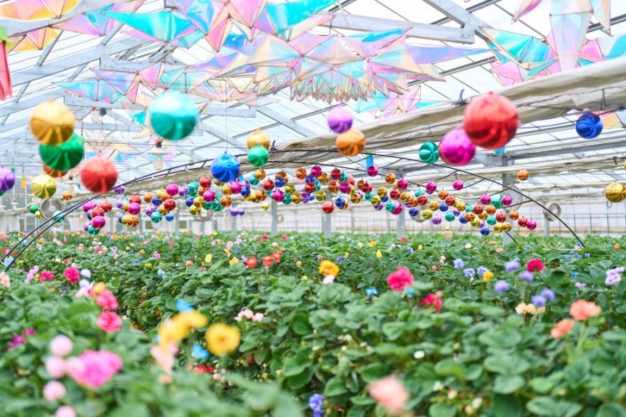 虹が掛かるいちごレーン