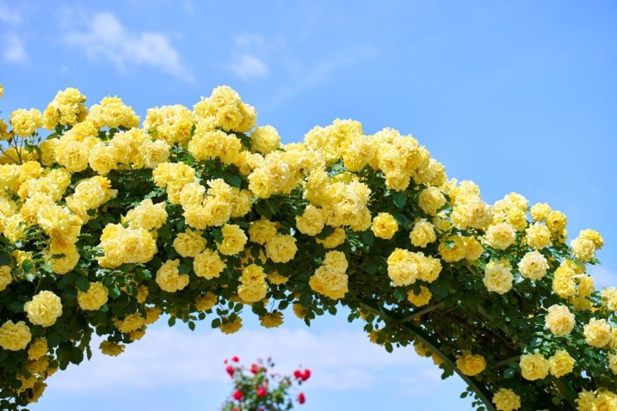 春にだけ開花する 「春バラのアーチ群」