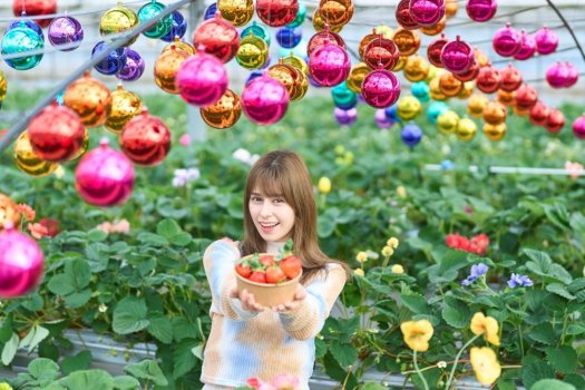 バラ栽培の専門家が育てた「バラ科のフルーツ・いちご」を味わえる！