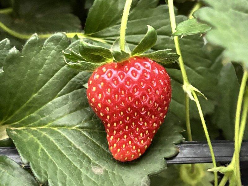【真紅の美鈴】千葉発祥の黒いちごは甘さ抜群