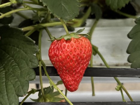 【ほしうらら】甘みも強くジューシー