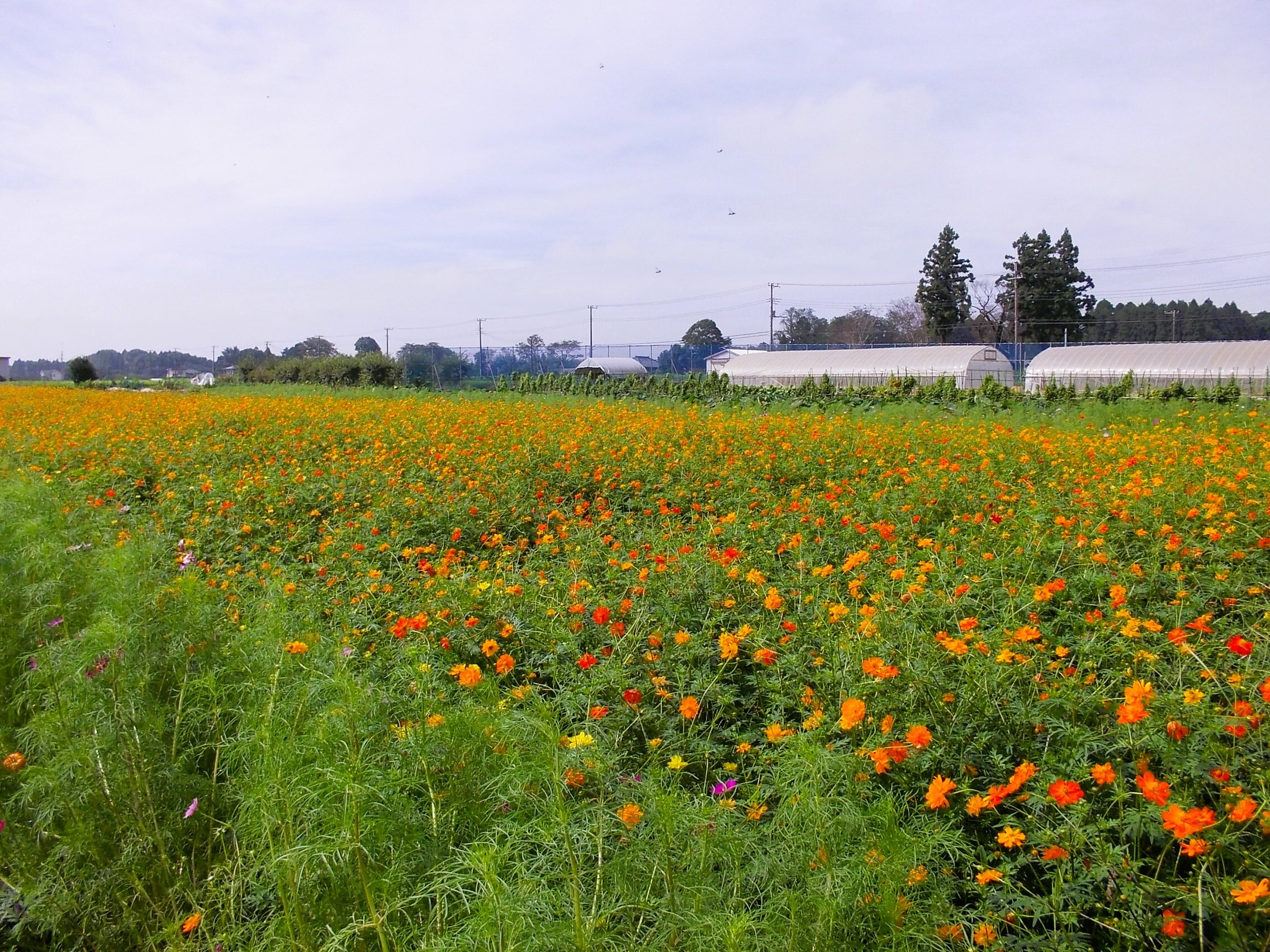 トコシエコウの花畑 118013-477-